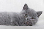 British Shorthair Kitten