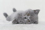 British Shorthair Kitten