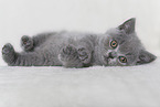 British Shorthair Kitten
