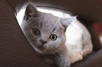 British Shorthair Kitten