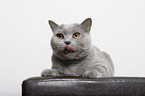 lying British Shorthair