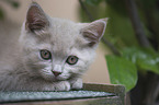 British Shorthair Kitten