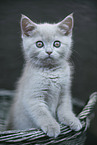 British Shorthair Kitten