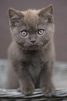 British Shorthair Kitten