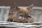 British Shorthair Kitten