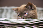 British Shorthair Kitten