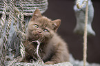 British Shorthair Kitten