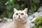 British Shorthair Portrait