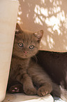 British Shorthair Kitten