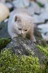 British Shorthair Kitten