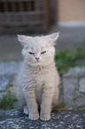 British Shorthair Kitten