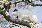 British Shorthair on tree