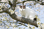 British Shorthair on tree