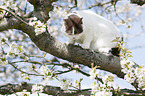 British Shorthair on tree