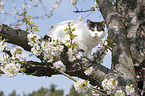 British Shorthair on tree
