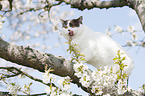 British Shorthair on tree