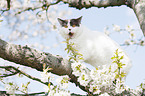 British Shorthair on tree