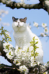 British Shorthair on tree