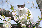 British Shorthair on tree