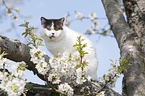 British Shorthair on tree