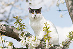 British Shorthair on tree