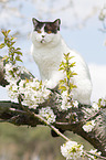 British Shorthair on tree