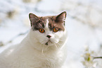 British Shorthair on tree