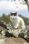 British Shorthair on tree