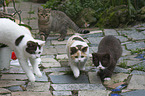 4 young British Shorthair