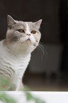 British Shorthair Portrait