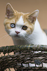 young British Shorthair