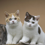 2 young British Shorthair