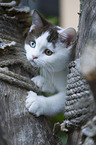 young British Shorthair