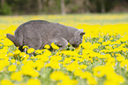 walking British Shorthair