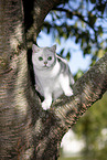 British Shorthair on a tree