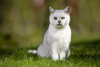 British Shorthair on a meadow