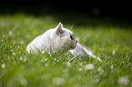 British Shorthair on a meadow