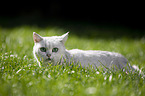 British Shorthair on a meadow