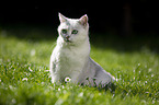 British Shorthair on a meadow
