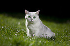 British Shorthair on a meadow