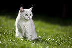 British Shorthair on a meadow