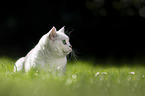 British Shorthair on a meadow