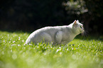British Shorthair on a meadow