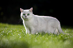 British Shorthair on a meadow