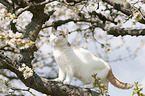 British Shorthair on tree