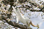 British Shorthair on tree