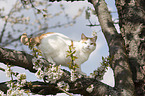 British Shorthair on tree