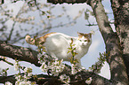 British Shorthair on tree