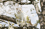 British Shorthair on tree