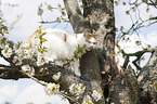 British Shorthair on tree